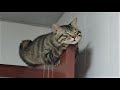 Funny animals - Funny cats  dogs - Funny animal videos 203
