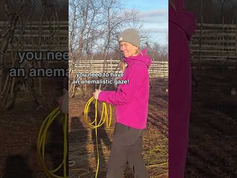 Learning to catch a reindeer in Norway