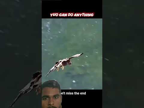 The eagle made such a big goat its prey. #birds #wildlife #phonk #music #ytshorts #trending #viral