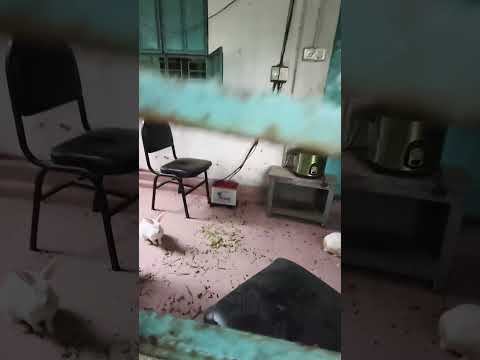 খরগোশের সাথে খেলাধুলা করছে রওজা মনি #viralvideo