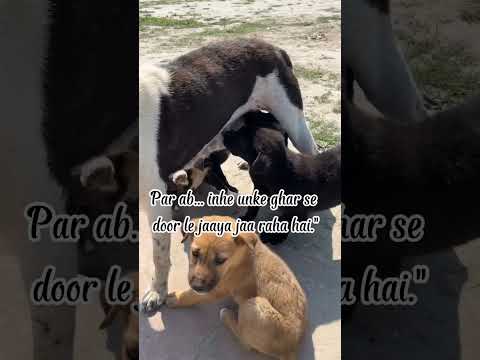 "They’re Losing Their Home… And We’re the Only Hope" [Link in my description] 🐾❤️🐕