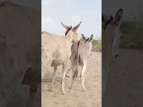 #animals #anmals #shortvideos #goat #comedyshorts #travel #cow #comedyvideos #funny #cowgoat #shorts
