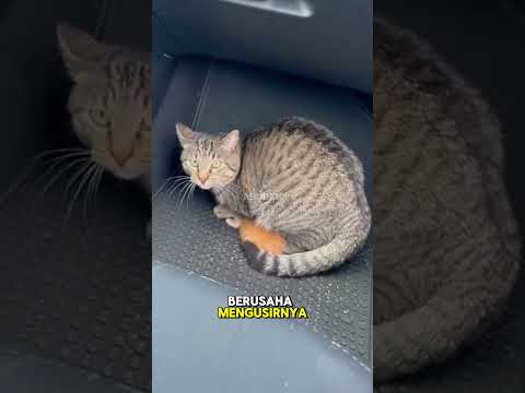 Elang ingin anak kucing ini #shorts