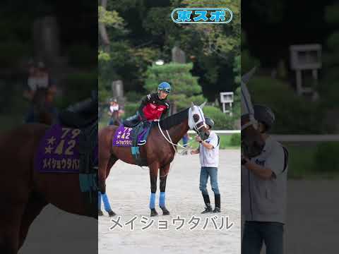 調教後のメイショウタバル　#東スポ競馬 #jra #競馬 #メイショウタバル