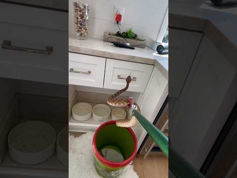 Must watch 😮 Huge Rattlesnake inside California home #home #snake #slowmo #youtube #fypシ