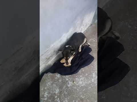 Helping hands 🐕#papies