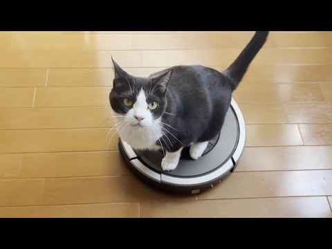 猫の動画サムネイル - ルンバが掃除を終えると共に去っていく猫