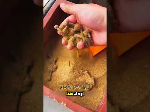 لن تتخيل ماذا وجد هذا الطفل في بلكونة المنزل!❤️ #shorts