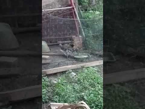 Kita kasih makan entok dulu guys #ternakentok #entok