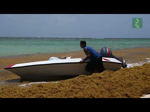 Solución para mitigar presencia de sargazo en playas de Bávaro-Punta Cana aguarda por una licitación