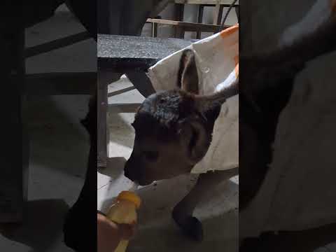 phân 6.tâp đứng cho em bê đẻ thiếu tháng #thanh vlog 2271