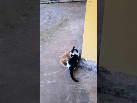 🐱🐱 #cat #funny #cute #animals #viralcats #kucingorens