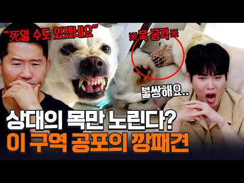 모든 걸 독차지하려는 깡패견 VS 강형욱의 참교육🔥ㅣ개와 늑대의 시간2 37회
