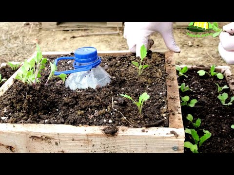 PET ŞİŞE İLE OTOMATİK SULAMA , Katlı Sistem , How to Make Drip Irrigation from a Bottle