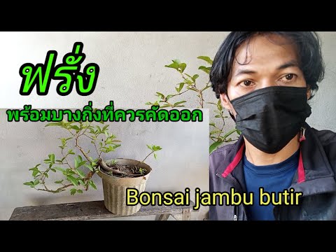 แนะนำต้นฟรั่งเพื่อทำบอนไซและบา แนะนำต้นฟรั่งเพื่อทำบอนไซและบา