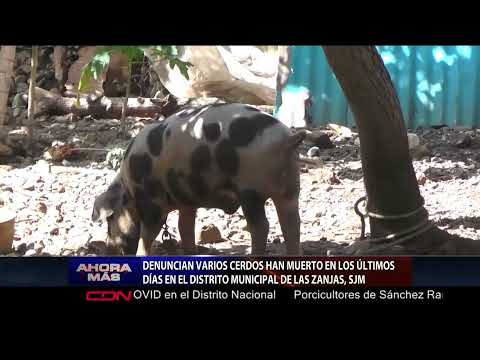 Denuncian varios cerdos han muerto en últimos días en distrito municipal de Las Zanjas, SJM