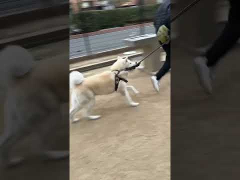 #akitainu 珍しく走る秋田犬