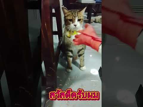 #ทิกเกอร์วันฮาโลวีนกลัวมากสวัสดีผีครับหนูยอมแล้ว😅😂