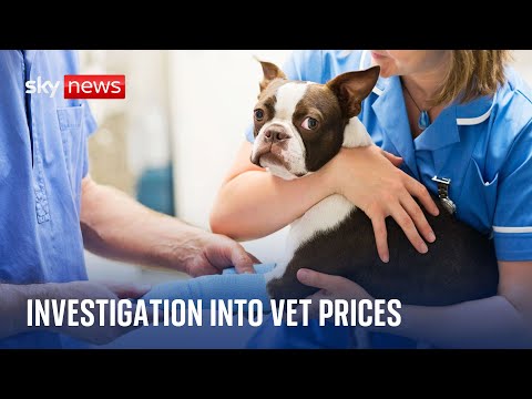 Vet prices: Investigation over concerns pet owners are being overcharged