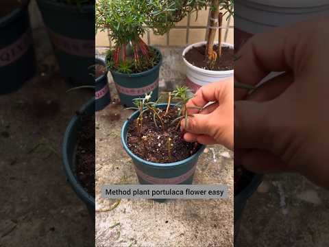 Idea for plant portulaca flower easy #shorts #plants #viralvideo #garden #flowers