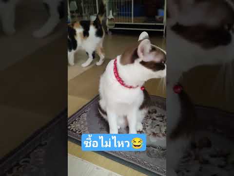 แพงมากไม่มีตังค์ซื้อ #คลายเครียด #ขำๆ