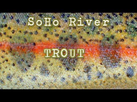 More TROUT Than I can Count !! [ BEST of SoHo Rive More TROUT Than I can Count !! [ BEST of SoHo River ] beautifully reveals the wonder of aquatic life
