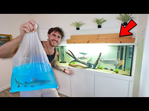 Buying FISH for my NEW MASSIVE TANK in the House ( I had to transfer some new fish into the brand new tank at the house... I decided it was only right 