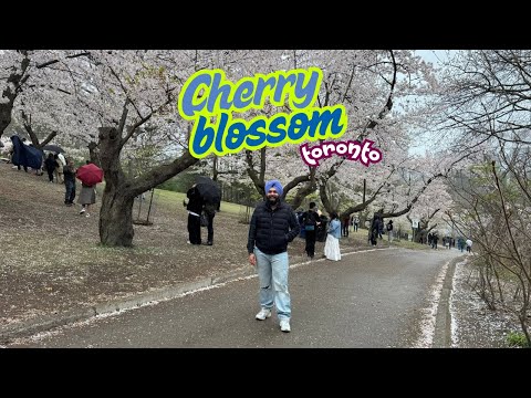 CHERRY BLOSSOM in TORONTO High Park | Kiran Nation Vlog