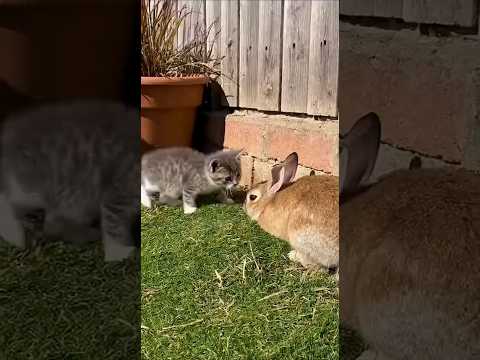 She Meowed “Let’s Play!” — Silence Answered Back「一緒に遊ぼう！」と鳴いた。でも返ってきたのは静けさだった。 #cutepets #cat