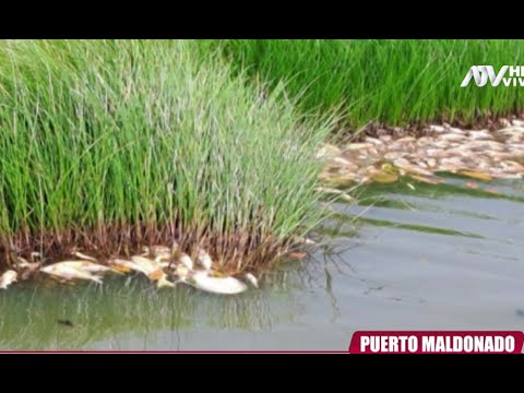 Puerto Maldonado: Miles de peces mueren por golpe de calor