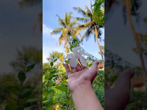 Day in my life#trending #shortvideo #dayinmylife #dailyvlog #minivlog #gardening #familyvlog #music