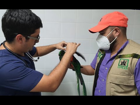 Ciudadano encontró un ave Quetzal en el patio de su casa