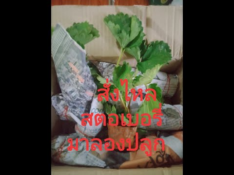 สั่งไหล...ต้นสตอเบอรี่..มาลองป สั่งไหล...ต้นสตอเบอรี่..มาลองป