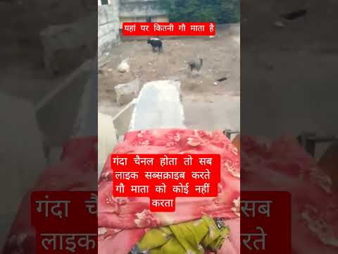 यहां पर कितनी गौ माता है #13million #cow #motivation #100millon #gaumata #animals