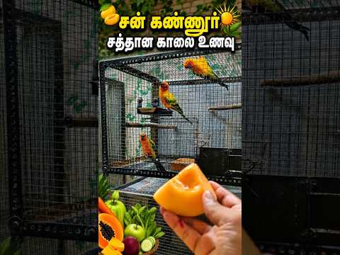 Sun Conure Birds🧿Blue Monk🪬Rainbow Larry | Breeding Foods Diet Best Vegetables Healthy Breeding