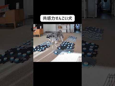 飼い主の話理解して、話合わせてくる犬