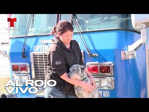 Un perro sordo salvó la vida de su familia al avisarles de un incendio en Arkansas