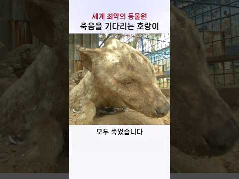 세계 최악의 동물원, 죽음을 기다리던 <strong>호랑이</strong>