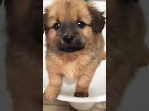 Hơi đen nhưng mà đẹp #viral #dog #dogs #viralvideo #shorts #trending