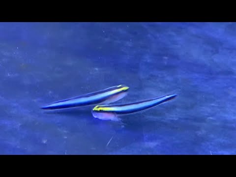 Shark Nose Goby - Mated Pair Aquascaping 101 - Plants + Exotics + Reef

Live Aquarium Plants For Sale  (AQUASCAPING 101 ETSY) - h