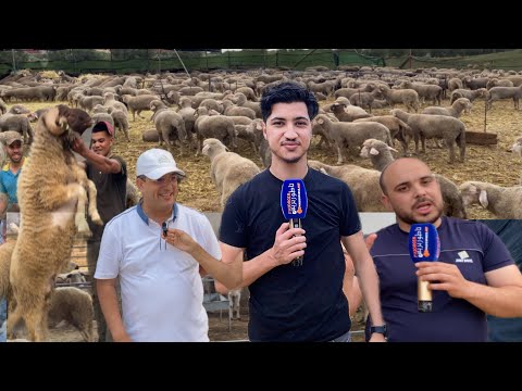 لي مشراش اتنزه : أكبر مزرعة للمواشي بالناظور تستقبل ناظوربريس …مفاجآت وجولة مشوقة.