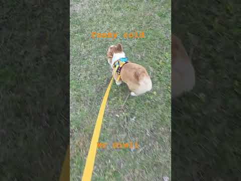 Funky cold Mr Gimli thank you for 800!!! #corgi #pets #cute #puppy #shorts