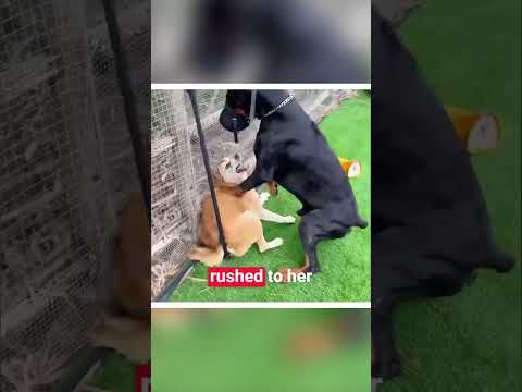 This is Why Doberman is the Best Protection Dog