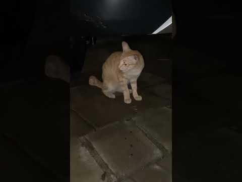Kenapa Kucing Puman Panik? #horror #cat #貓咪日常 #cute #nizamkucinglucu #youtubeshorts #shortvideo