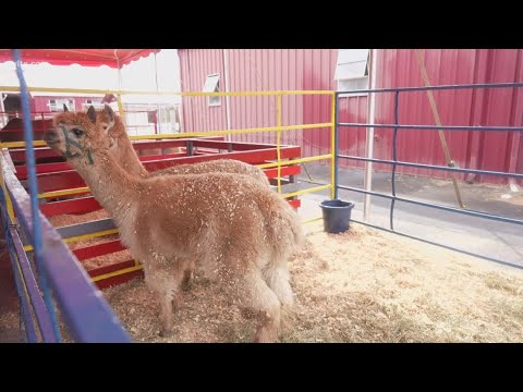 South Carolina State Fair has animals you can pet