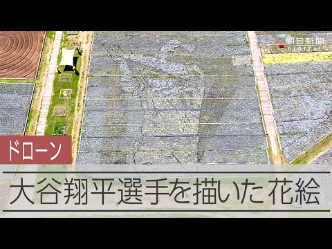 70メートルの大谷翔平選手の絵が登場　3万株のネモフィラなどが彩る