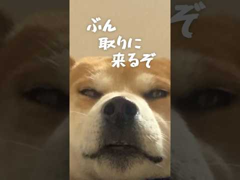 犬の動画サムネイル - ラグビーに参戦しかける柴犬 #柴犬こむぎ #犬 #shibainu