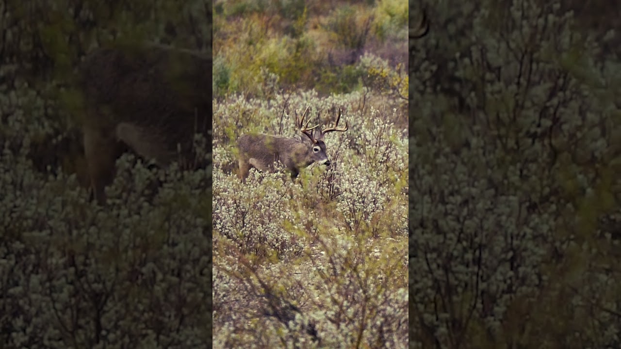 Hunting a One of a Kind Texas Whitetail - Yamaha Whitetail Diaries