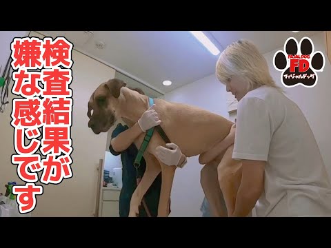 【超大型犬】今もほとんど寝たきりです。