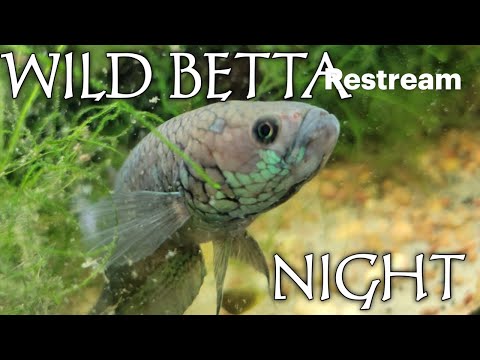 THE FISH BUZZ EPISODE 12 Turn your videos into live streams with https_//restream.io

Join us on a journey as we dig deep int
